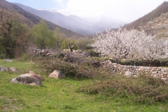 cerezos_1